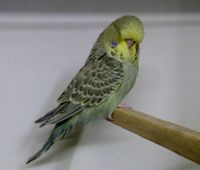 Babys 2013 005.JPG.JPG